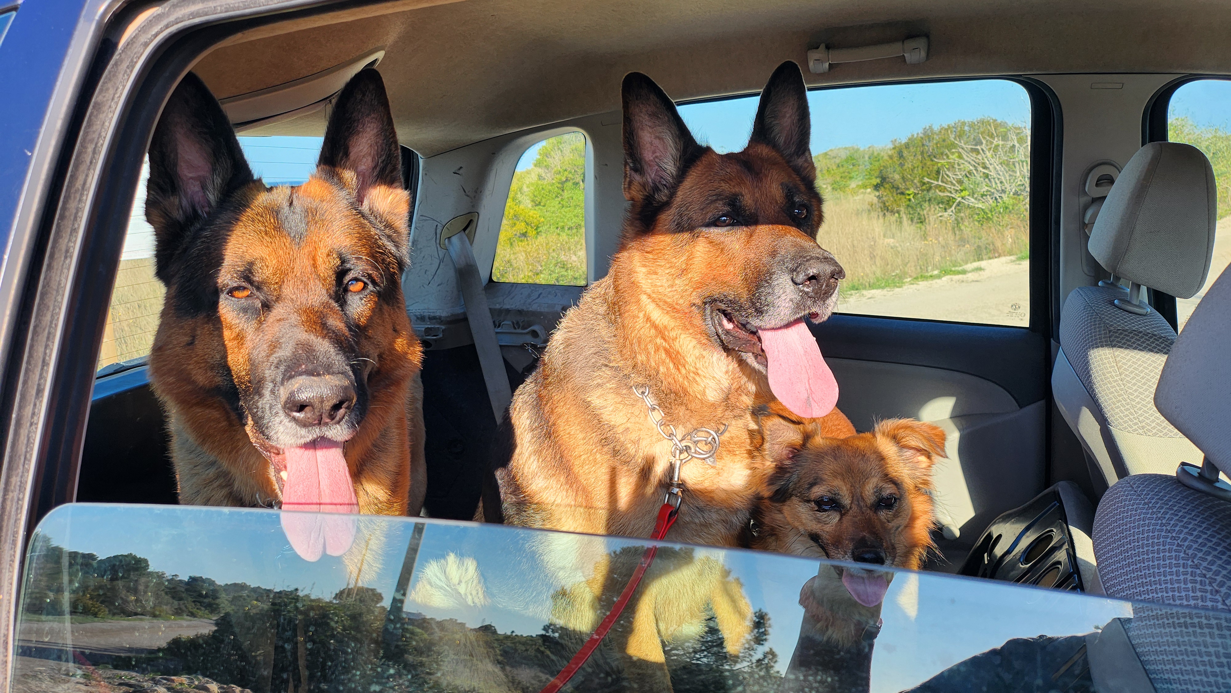 Maya e i cagnoni nella macchina dei cani