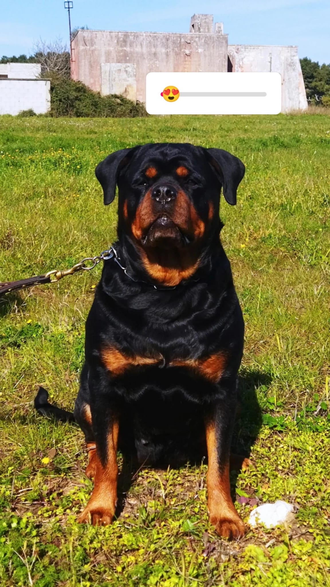 Rottweiler - foto 1