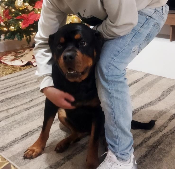 Rottweiler - foto 3