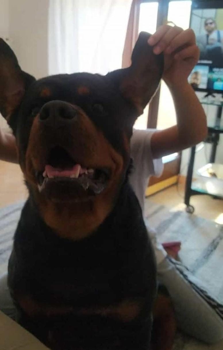 Rottweiler - foto 7