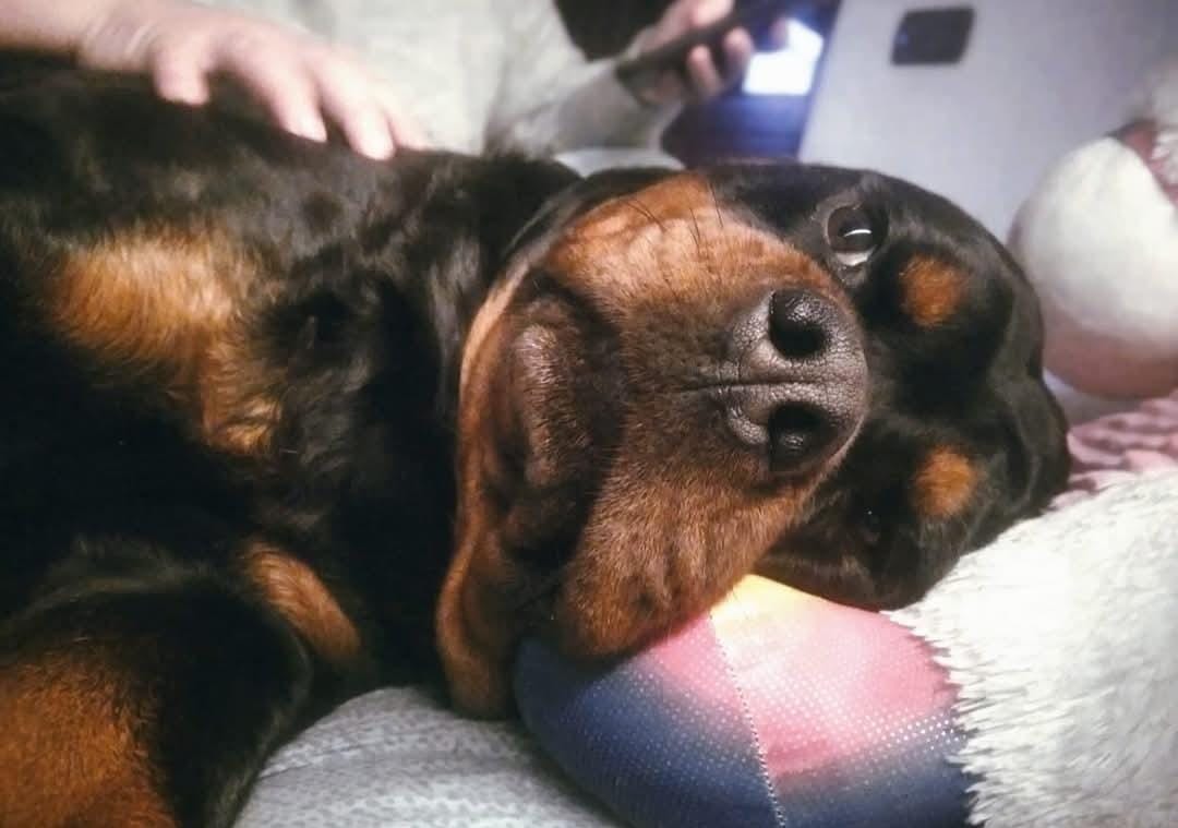 Rottweiler femmina, 6 anni – Lecce